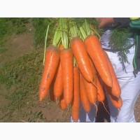 Морковь с поля