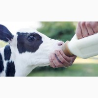 Заменитель цельного молока Молочные компоненты 70%