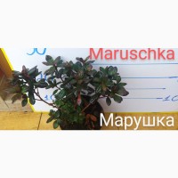 Продам азалия Maruschka
