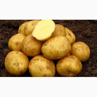 На постоянной основе картофель из Германии
