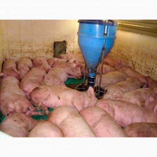 Продам свиней, 120-130кг