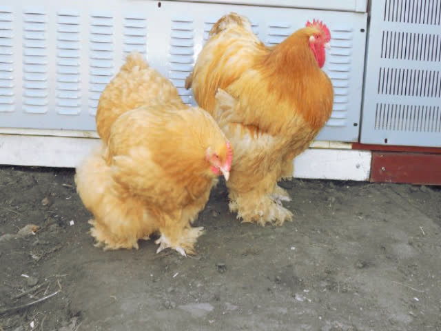 Фото 2. Инкубационное яйцо, Цыплята. Кохинхин Полосатый, золото, палева