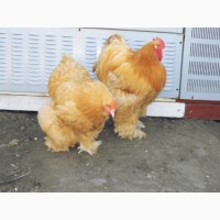 Инкубационное яйцо, Цыплята. Кохинхин Полосатый, золото, палева