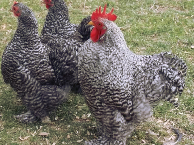 Фото 4. Инкубационное яйцо, Цыплята. Кохинхин Полосатый, золото, палева