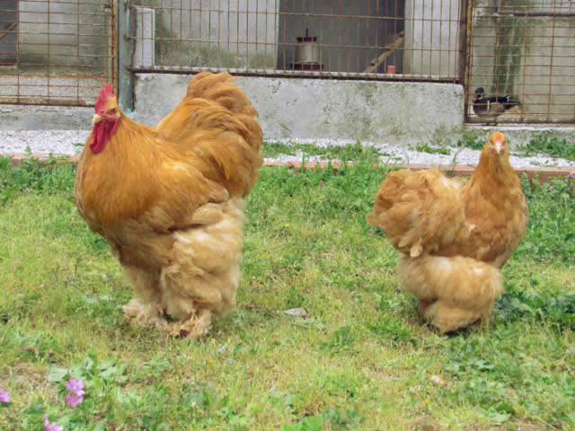 Фото 5. Инкубационное яйцо, Цыплята. Кохинхин Полосатый, золото, палева