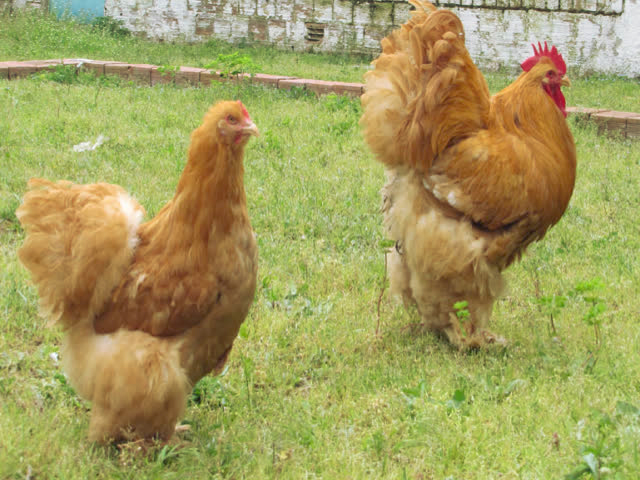 Фото 6. Инкубационное яйцо, Цыплята. Кохинхин Полосатый, золото, палева