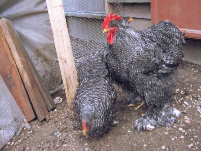 Фото 7. Инкубационное яйцо, Цыплята. Кохинхин Полосатый, золото, палева
