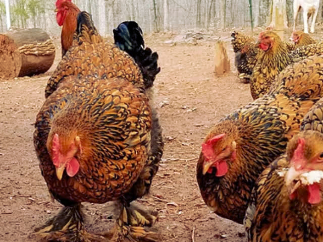 Фото 8. Инкубационное яйцо, Цыплята. Кохинхин Полосатый, золото, палева