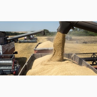 Закупаем пшеницу 1000 тон