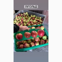 Продам яблука, різні сорти. Від 7, 50грн до 11, 00грн