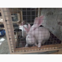 Продам кроликов более 3, 5 мес