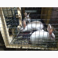 Продам кроликов более 3, 5 мес