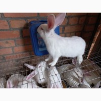 Продам кроликів та мясо кролика