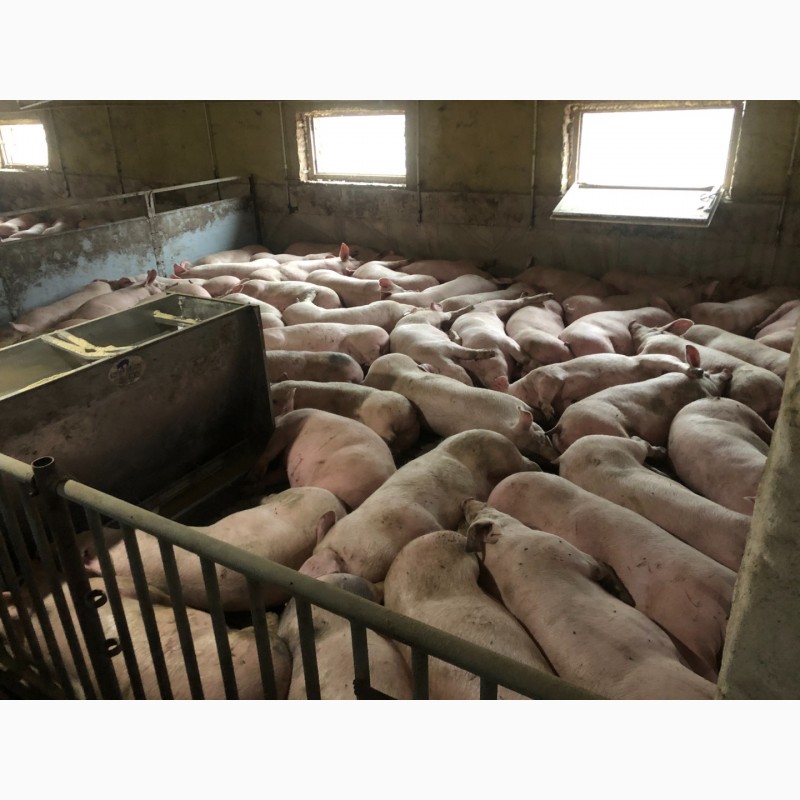 Фото 2. Продам свиней 100-110 кг