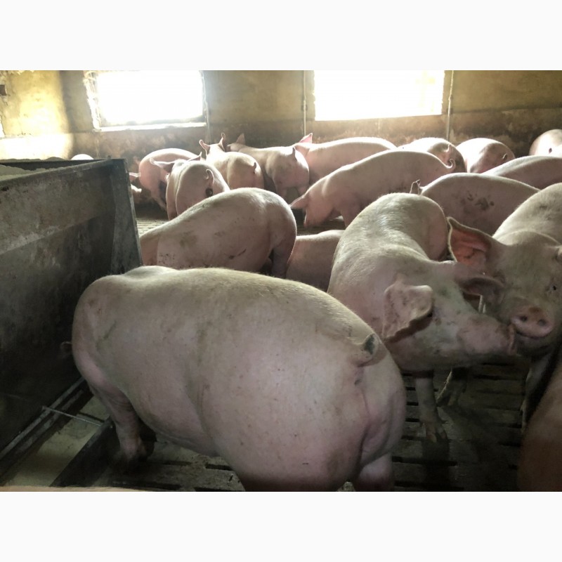 Фото 3. Продам свиней 100-110 кг