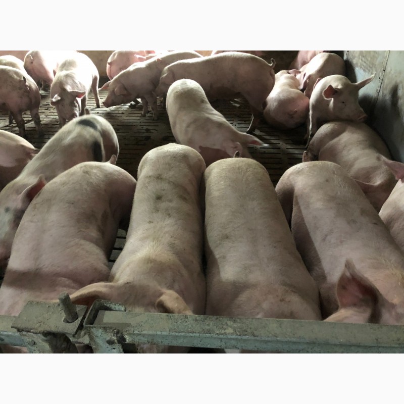 Фото 4. Продам свиней 100-110 кг