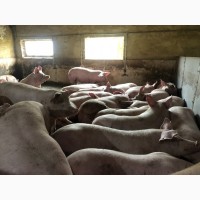 Продам свиней 100-110 кг