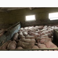 Продам свиней 100-110 кг