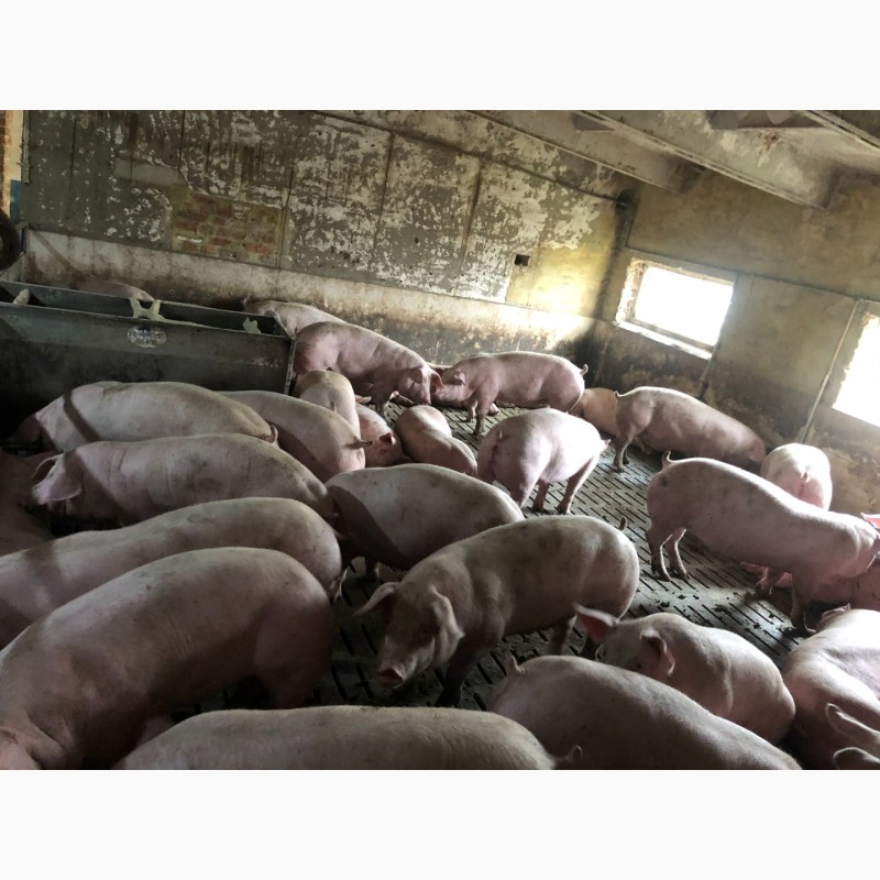 Фото 7. Продам свиней 100-110 кг