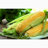 Гибриды кукурузы DK 4590, 3511, 4406