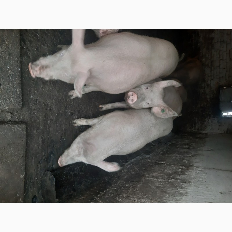 Фото 3. Продам свиней (бекон)