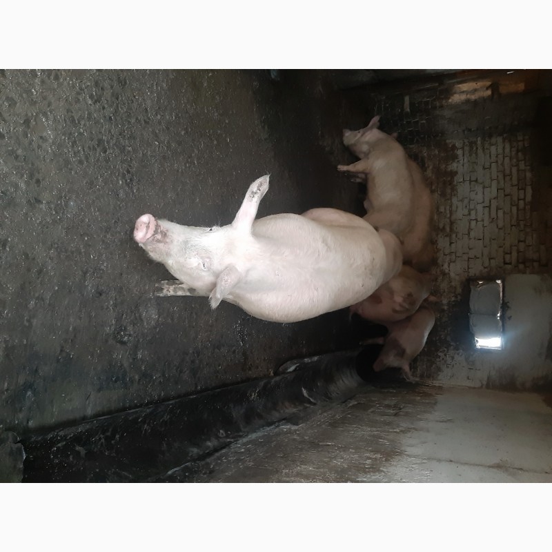 Фото 4. Продам свиней (бекон)