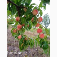 Колоновидні яблуні саджанці