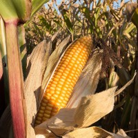 Насіння кукурудзи гібрид ПАРАДІЗ (ФАО 270)