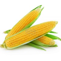 Купуємо кукурудзу в Польщі Halasy 1A (елеватор)