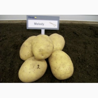 Продам насінневу картоплю Мелоді оптом