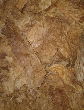 Сухой лист табака. Табак Кентукки Берли половинками без центральной жилки