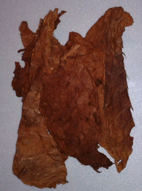 Фото 2. Сухой лист табака. Табак Кентукки Берли половинками без центральной жилки