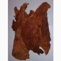 Сухой лист табака. Табак Кентукки Берли половинками без центральной жилки