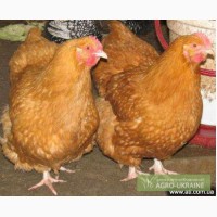 Подрощенные цыплята Фокси Чик от 3 недель