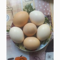 Продам свіжі домашні яйця