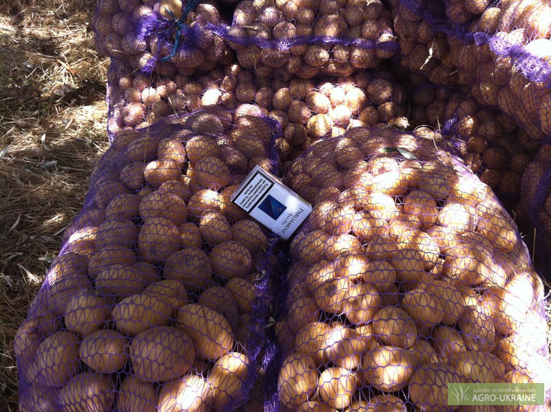 Фото 2. Продам картошку в Крыму с поля