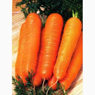 Продам оптом морковь отменного качества, Житомирская область