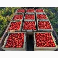Продаємо помідори з поля ОПТОМ