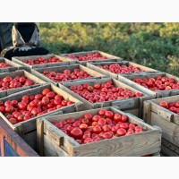 Продаємо помідори з поля ОПТОМ
