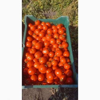 Продам помидор оптом с поля