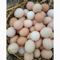 Продаємо домашні курячі яйця