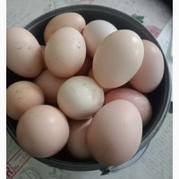 Продаємо домашні курячі яйця