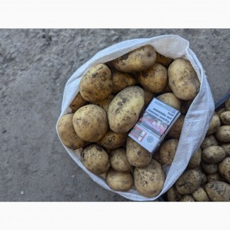 Продам картоплю оптом від 10 тонн