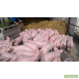 Piglets for fattening in bigger amounts