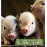 Концентрат Стартер для свиней 25% (Голландия)