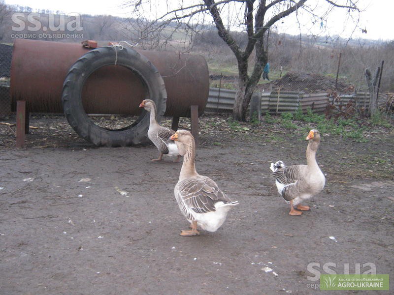 Гуси объявления