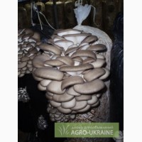 Мицелий вешенка зерновой и на палочках, Шиитаке, белый степной гриб,опенок зимний,рейши и