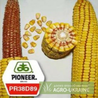 Продам семена кукурузы пионер ANASTA / АНАСТА