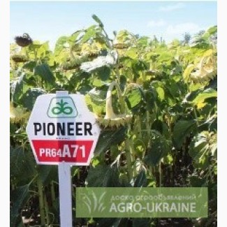 Продам семена подсолнечника пионер ПР64А71 / PR64A71