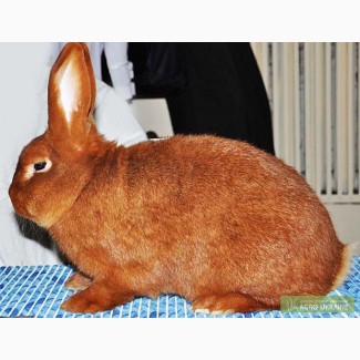 Кролики Новозеландский Красный - НЗК - самец - возраст 1 год